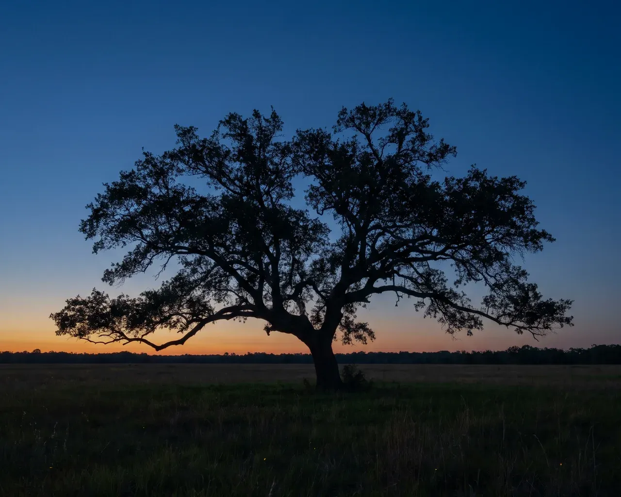 A broad old live oak standing alone in a meadow at dusk.